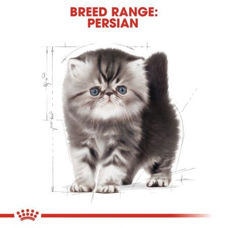 Feline Breed Nutrition Persian Kitten